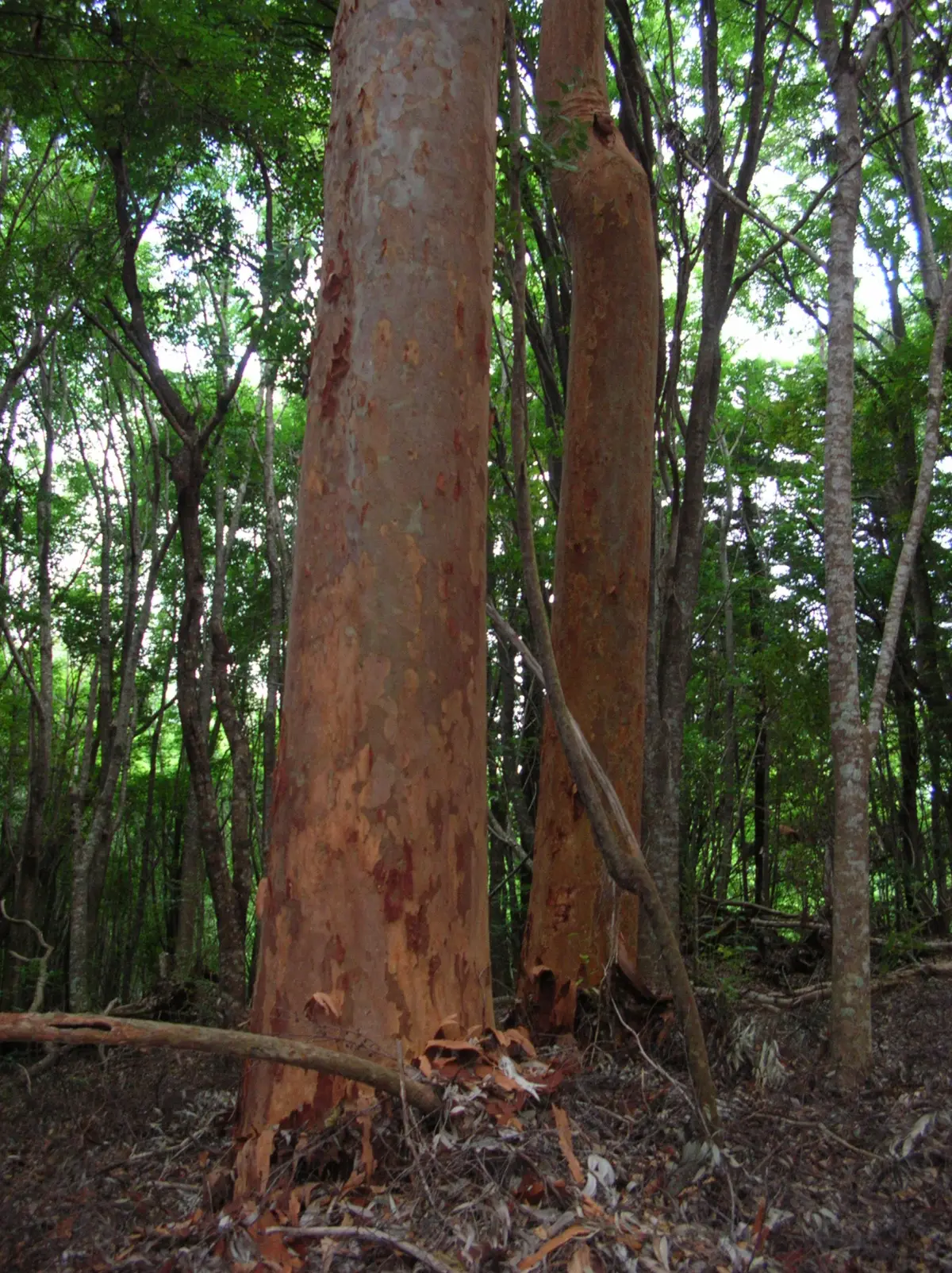 Sydney red gum, Angophora costata