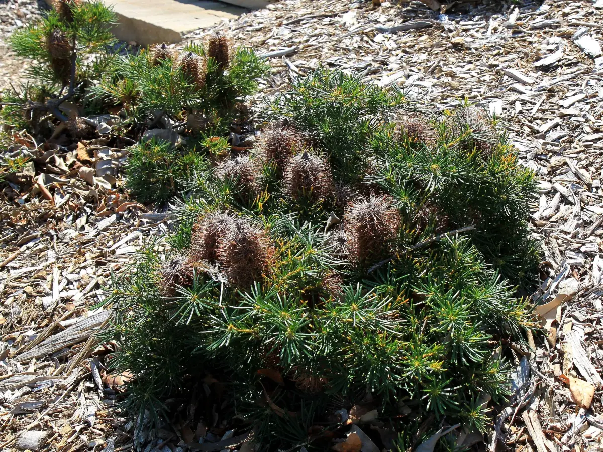 Young banksia planted into a mulched garden bed