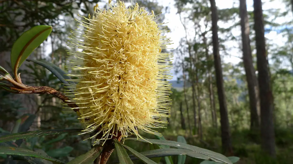 Coast banksia, Banksia integrifolia