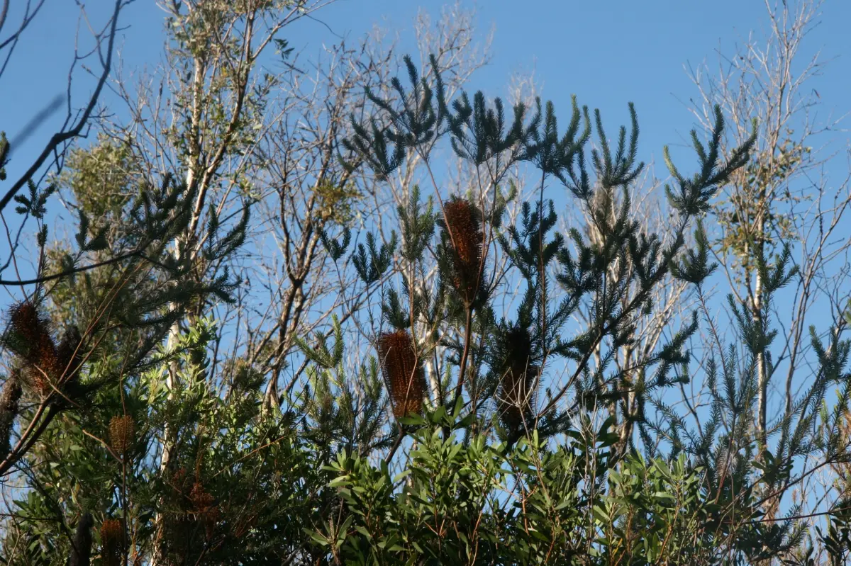 Old man banksia, Banksia serrata
