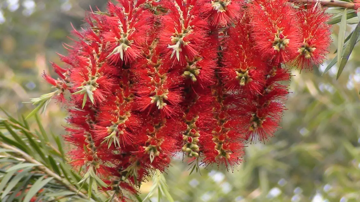 Bottlebrush, Callistemon spp.