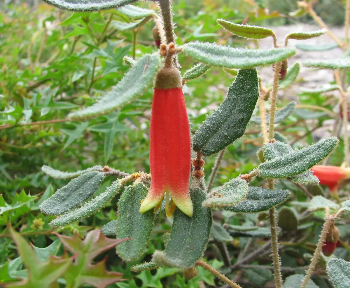 Native fuchsia, Correa reflexa