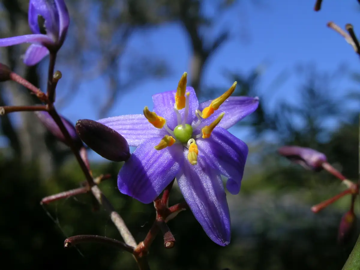 Blue flax lily, Dianella caerulea