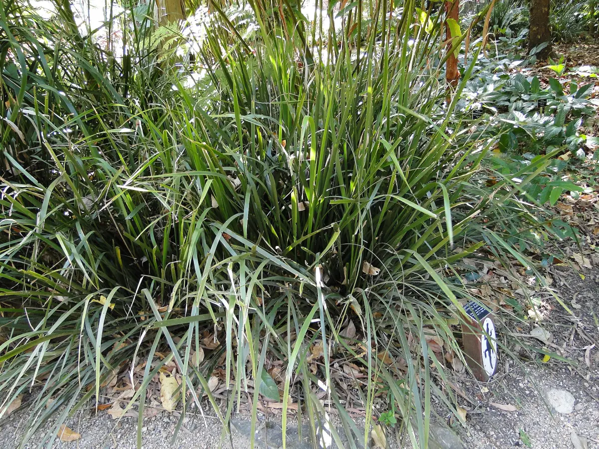 Spiny-headed mat-rush, Lomandra longifolia