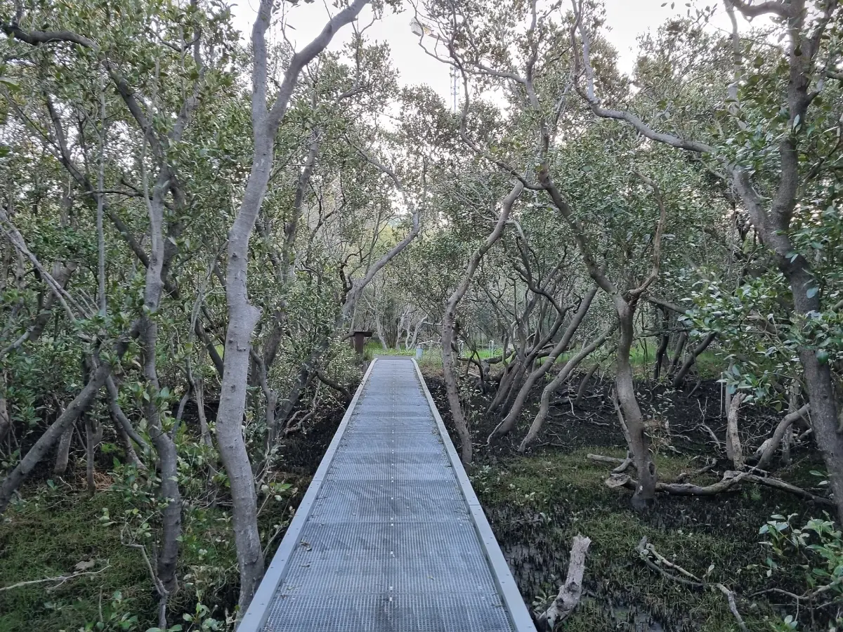 Narrow boardwalk running through mangroves