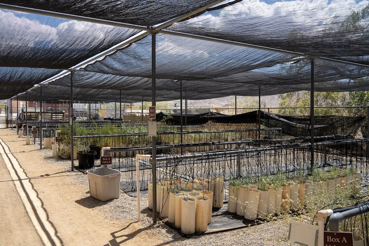 Rows of seedlings and tree guards in a nursery shadehouse