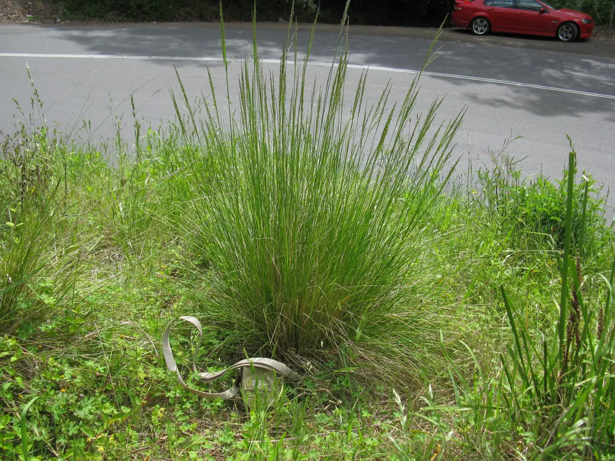 River tussock, Poa labillardierei