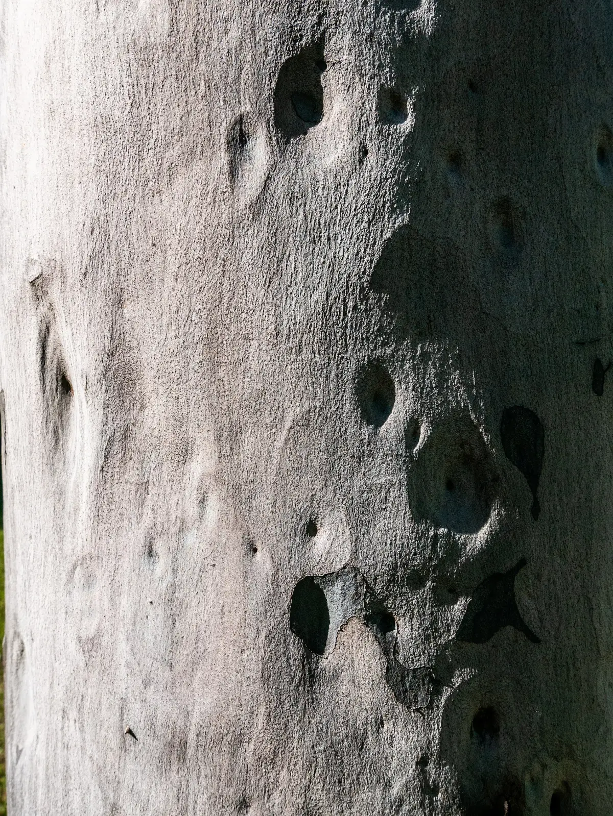 Spotted gum, Corymbia maculata