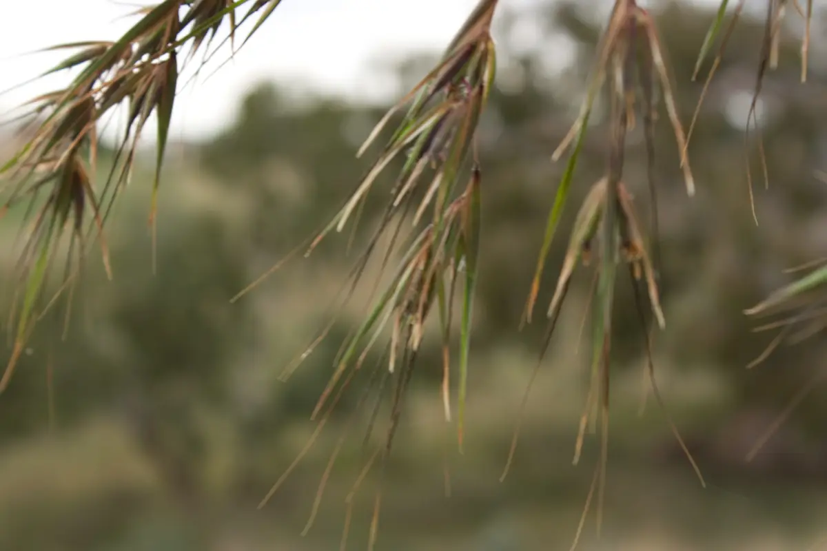 Kangaroo grass, Themeda triandra