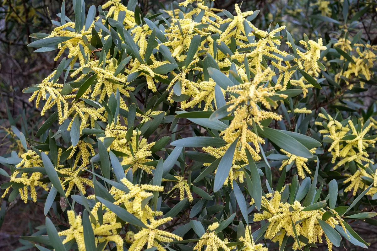 Sydney golden wattle, Acacia longifolia