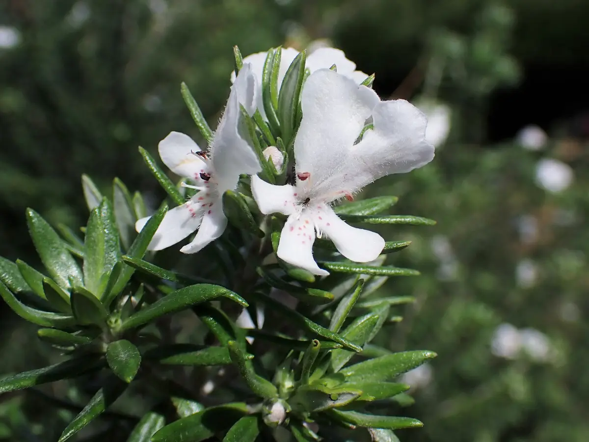 Coastal rosemary, Westringia fruticosa