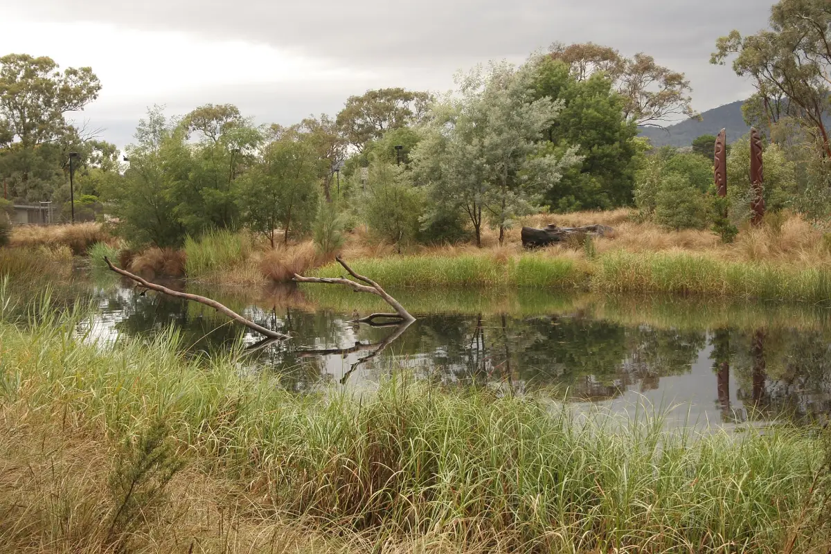 Urban wetland pond edged with native grasses and sedges