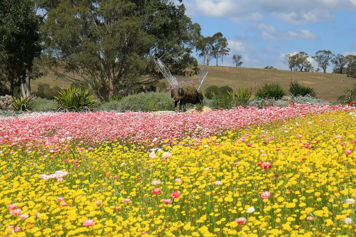 Meadow of pink and yellow native everlasting daisies in flower